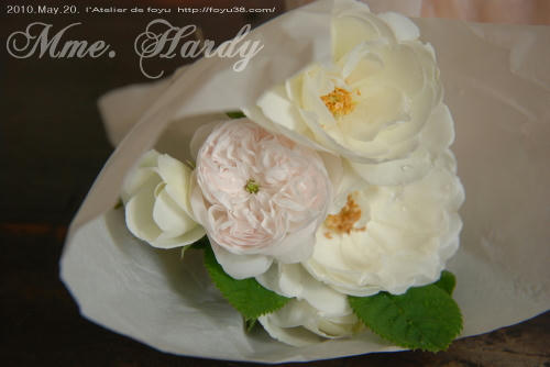 100613rose_mh10.jpg