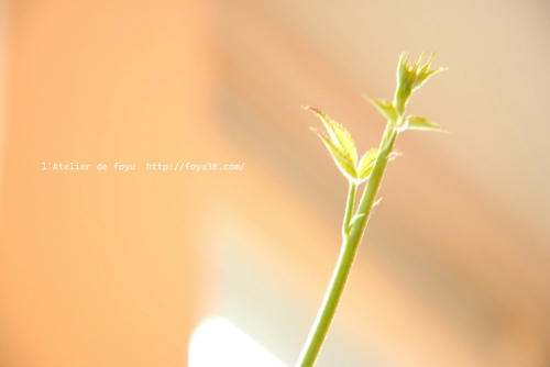 100618h_f11.jpg