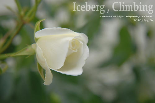 100620rose_ic03.jpg