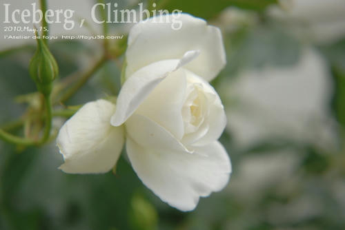 100620rose_ic04.jpg