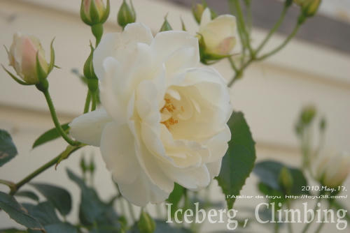 100620rose_ic06.jpg