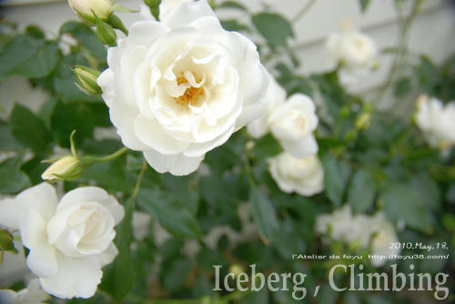 100620rose_ic07.jpg