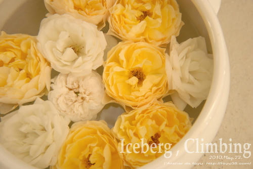 100620rose_ic10.jpg
