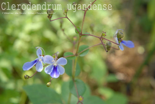 100710flower02.jpg