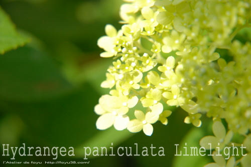 100710flower03.jpg