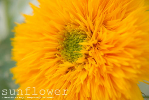 100710flower04.jpg