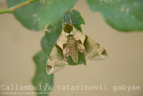 100710mushi01.jpg