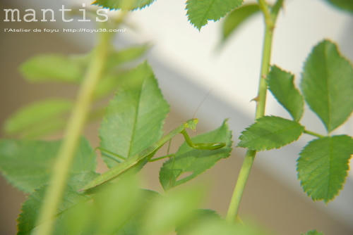 100710mushi02.jpg