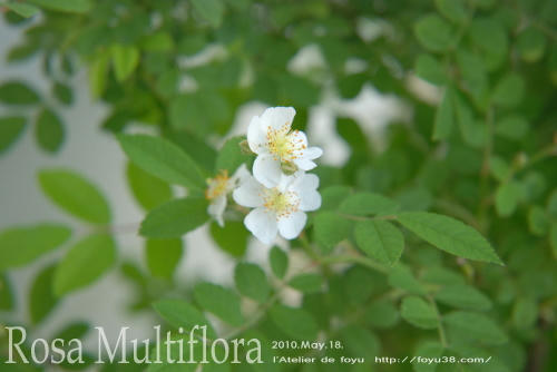 100711rose_rm03.jpg