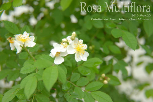 100711rose_rm04.jpg