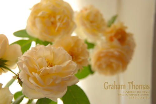 100731rose_gt01.jpg