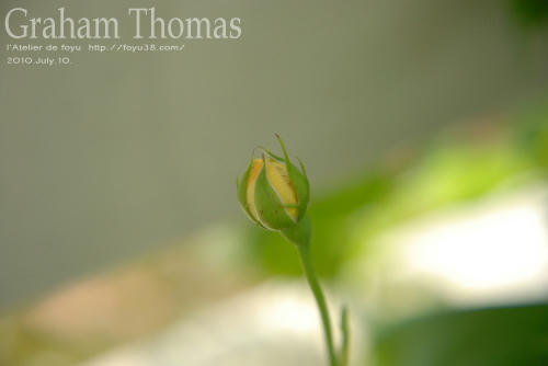 100803rose_gt01.jpg