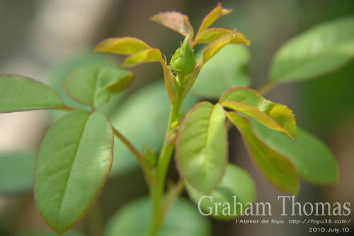 100803rose_gt02.jpg
