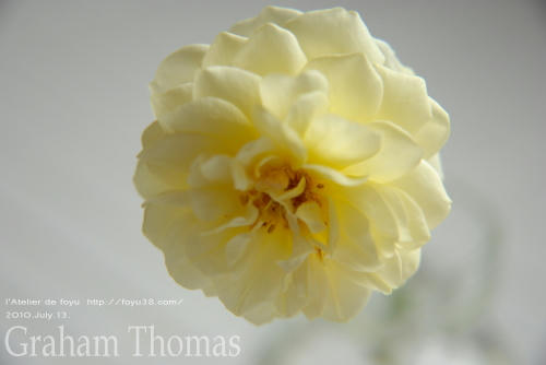 100803rose_gt03.jpg