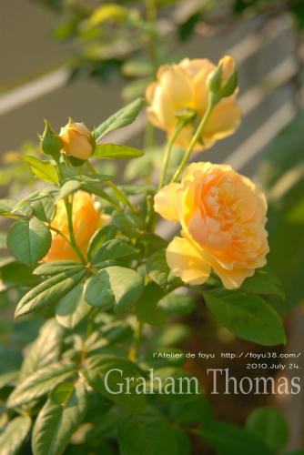 100803rose_gt07.jpg