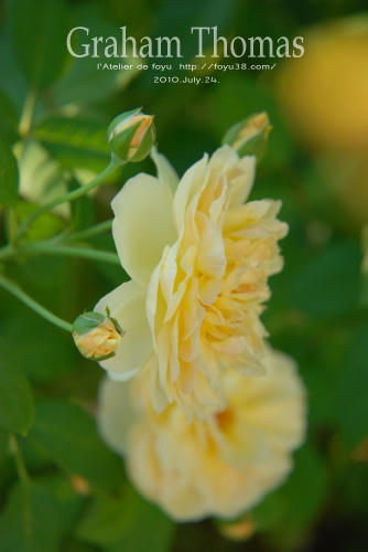 100803rose_gt08.jpg