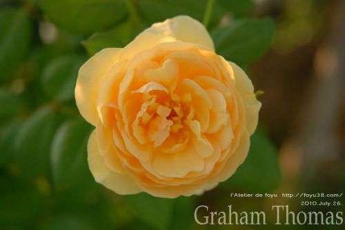 100803rose_gt09.jpg