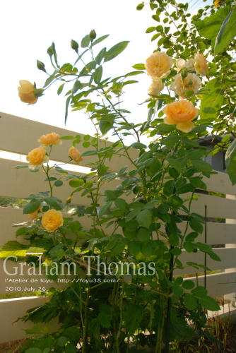 100803rose_gt10.jpg