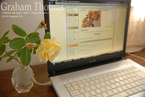 100803rose_gt13.jpg