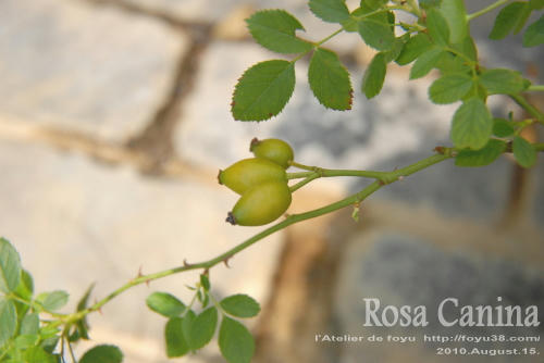 100815rose_rc01.jpg