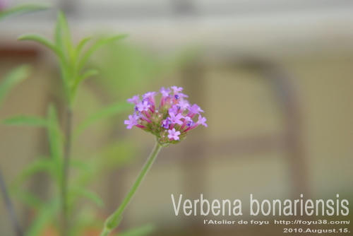 100815flower01.jpg
