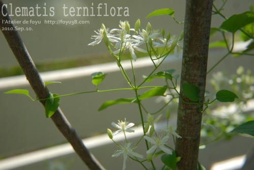 100910flower01.jpg