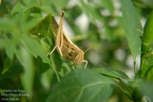 100910mushi01.jpg