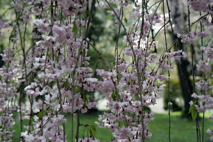 しだれ桜