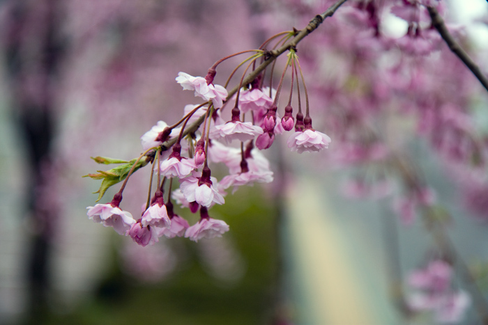 sakura