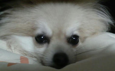 おポ