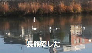 白鳥一家