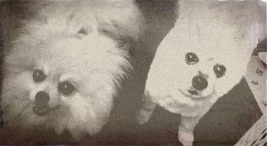 ぽめで