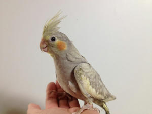 オカメインコ エメラルドの里親様を募集します べるかーじぇ