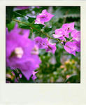 IMG_2479-pola.jpg
