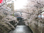 目黒川2010年