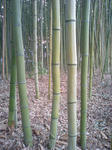 竹林