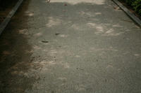 IMG_22331.JPG