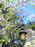 シーの桜