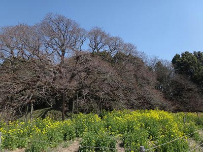 DSC06093_R.JPG