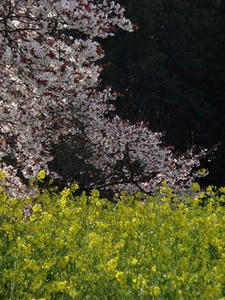 DSC06185_R.JPG