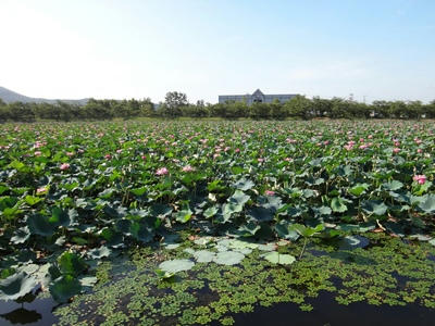 DSC00203_R.JPG