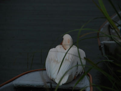 DSC_1818_R.JPG