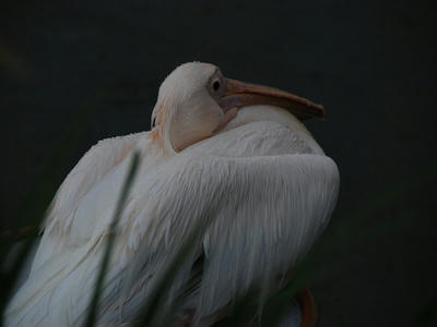 DSC_1836_R.JPG