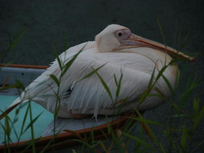 DSC_1794_R.JPG