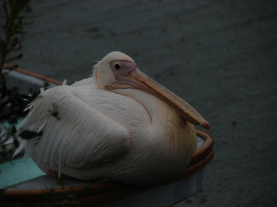 DSC_1887_R.JPG