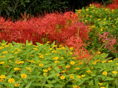 P9300056_R.JPG