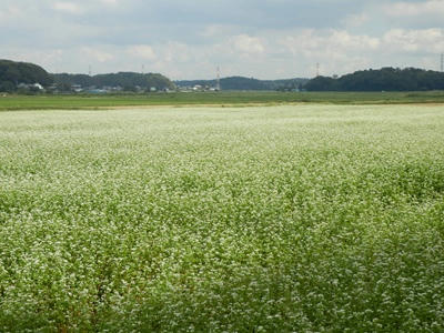 P9300332_R.JPG