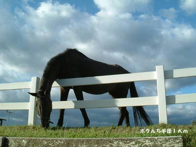 馬の写真２