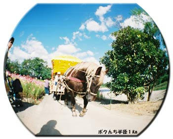 馬とコスモス