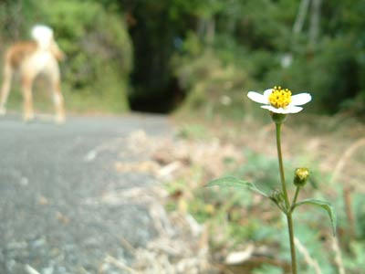 花の写真